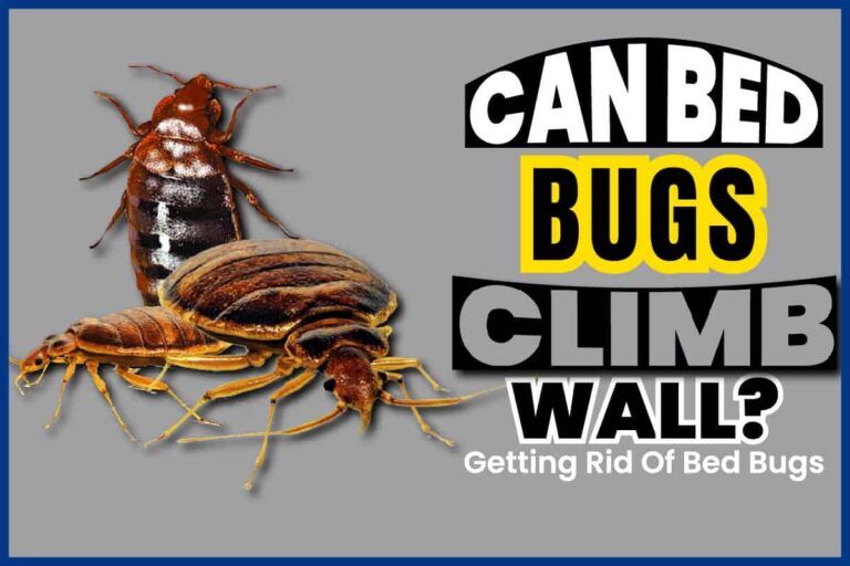 Can Bed Bugs Climb Walls? Getting Rid Of Bed Bugs Monkey