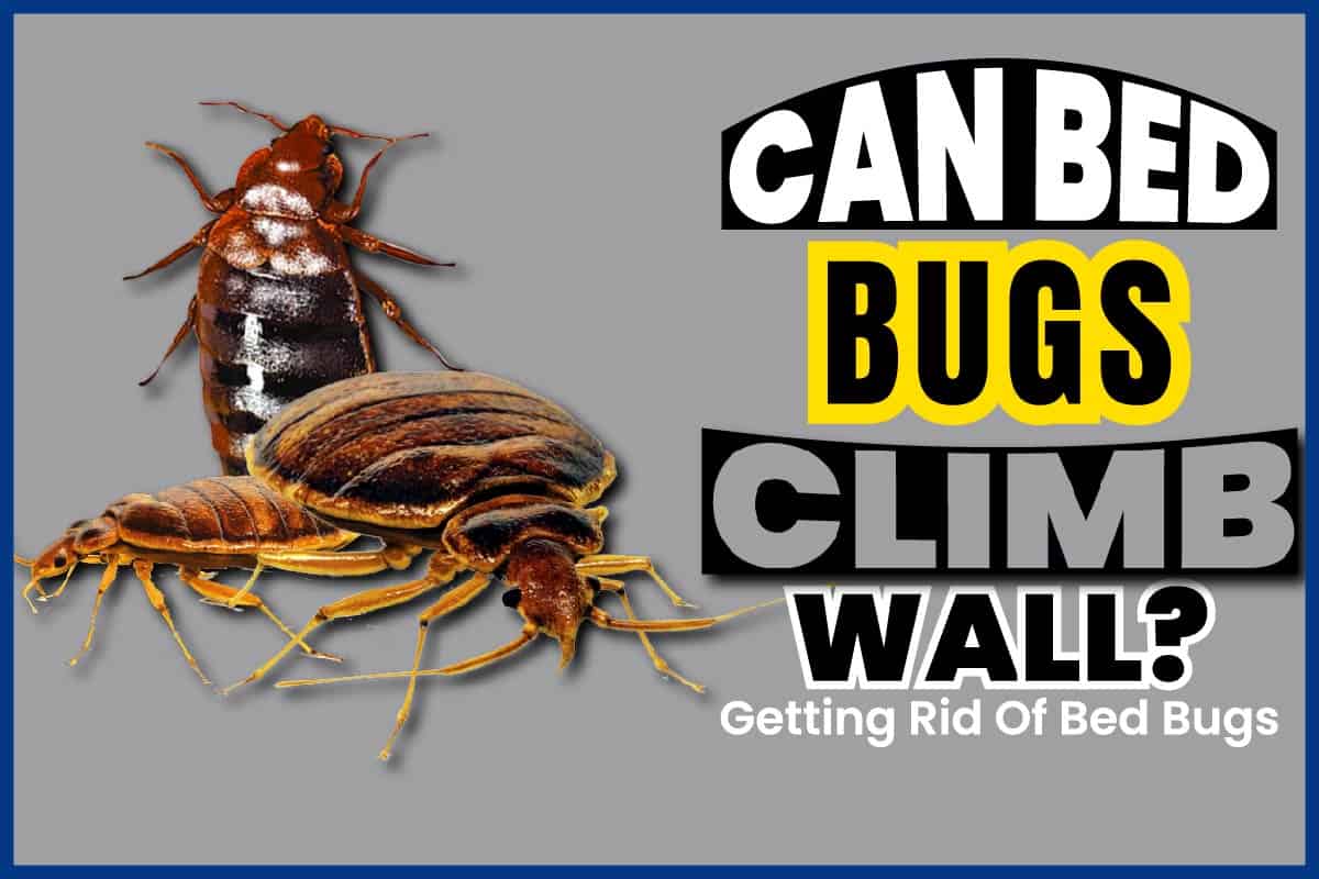 can-bed-bugs-climb-walls-getting-rid-of-bed-bugs-monkey-business